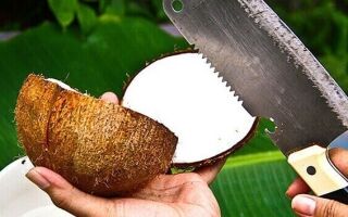 Как правильно выбрать кокос?